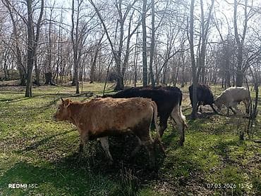 Уйлар, букалар: Сатам | Кунаажын | Аргын | Бордоп семиртүү үчүн — 9