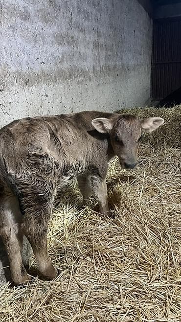 Продаю | Музоо, торпок | Швицкая | На откорм | Искусственник