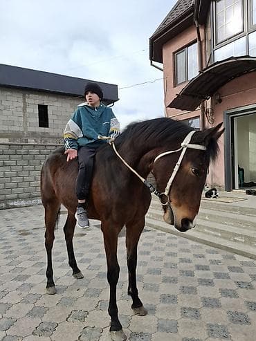 жугору сатам: Сатам | Бээ (ургаачы) | Англиялык | Ат спорту — 3