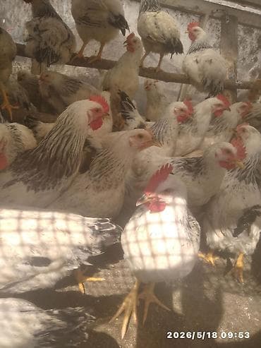 декоративные карликовые куры: Продаётся выросшие цыплята Адлера разные возраста — 1