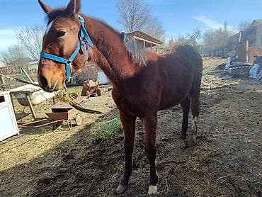 ургачы тайлар: Продаю | Кобыла (самка), Жеребенок | Для разведения — 8