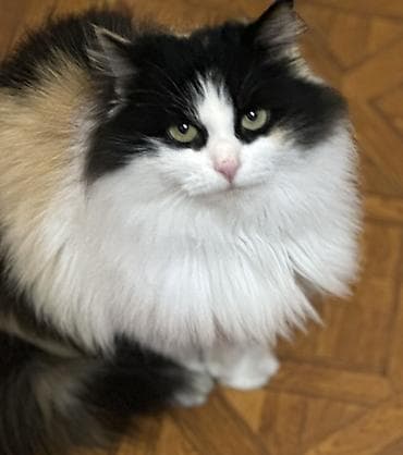 русская маскарадная кошка: Кошки возраст 1 год стерилизованы привиты обработаны от паразитов — 3