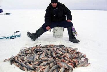 козу сатам: Помидорлор Кызыл — 2