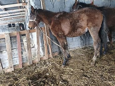 эркек ит: Сатам | Бука (эркек), Кунаажын | Алатоолук | Бордоп семиртүү үчүн, Союуга, Көбөйтүү үчүн | Асыл тукумдуу, Жасалма уруктандырылган — 10