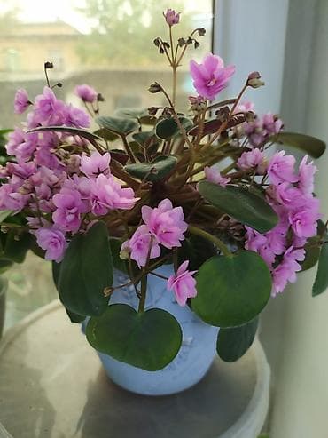 глоксиния: Продаются детки стандартных,миниатюрных и трейлерных фиалок. Детки — 5