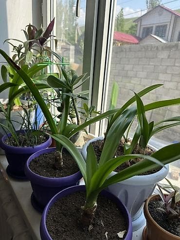 домашние растения: Комнатные растения в горшках — коллекция для дома и офиса. В — 2