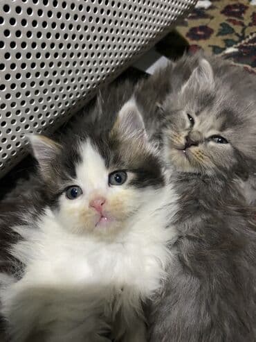 отдам кота я его боюсь: 2 месяца, Девочка, Серый, Приучена к лотку — 1