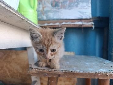 Продажа кошек: В Добрые руки. БЕСПЛАТНО!!!Котята домашние, разноокрасочные: - — 3