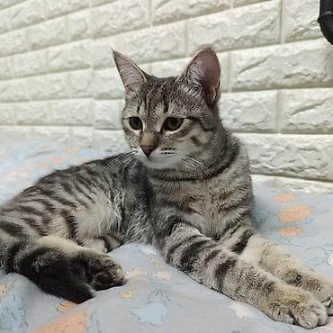 ориентальная кошка черная: Отдаем в хорошие руки, Кошка с эффектным серебристо‑черным тигровым — 1