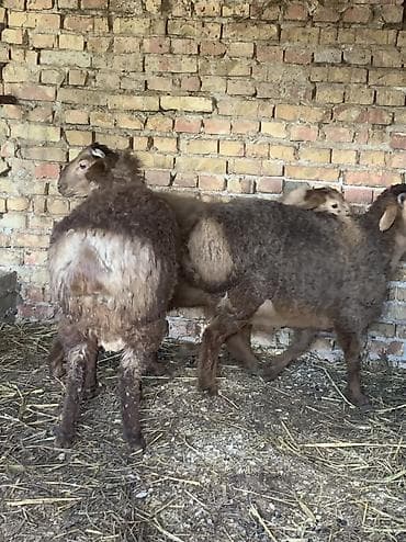 крысы белые: Продаю | Баран (самец) — 2