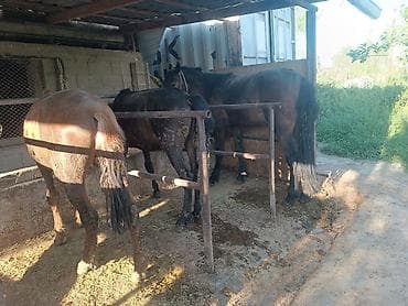 сельскохозяйственные животные продажа: Продаю | Жеребец | Рабочий — 2