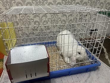 куш куйко: Продаю кролика в добрые руки,Минилоп,вместе с клеткой 2000 сом — 3