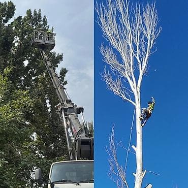 распил дерева: СПИЛ ДЕРЕВА — 2