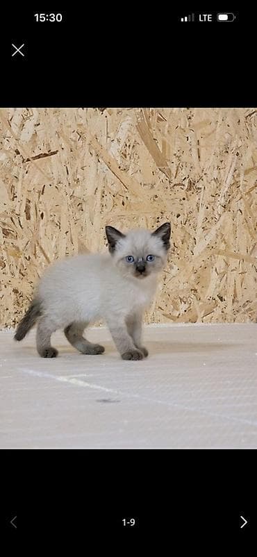 купить мейн куна польша: Породный котёнок колор-пойнт (окрас сил-пойнт) с голубыми глазами — 1