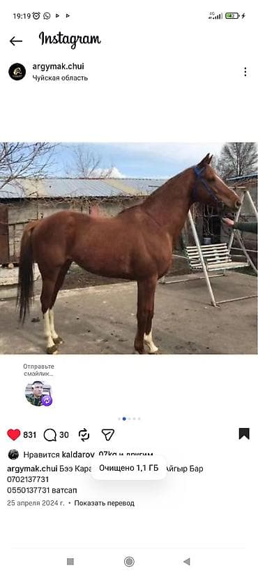 темная брама: Жеребец 3 года.Отец Гунибэг.Чистокровный Английский.Скорость очень — 4