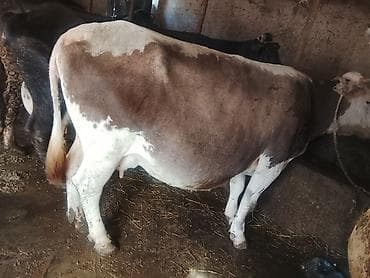 прадаю карову: Продаю | Корова (самка) | Для молока | Привязанные — 5
