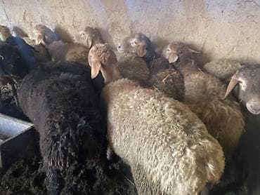 бычки бычок: Продаю | Баран (самец) | Гиссарская, Арашан | На забой, Для разведения | Осеменитель — 2