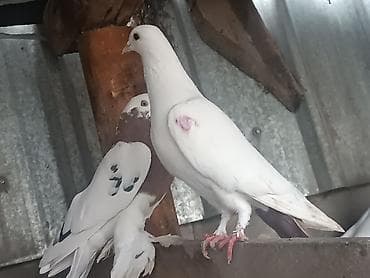 попугай разговаривающий: Продам крупного самца играет столб 2/3 раза бьет, лет тоже хороший — 4