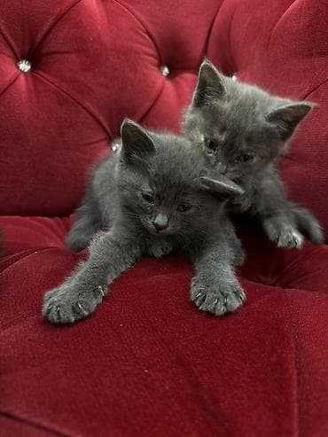 Мышыктар: Породасыз, 2 айлык, Эркек, Боз, Лотокко барууга үйрөтүлгөн — 2