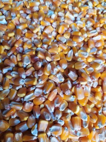 корм для домашних животных: Жүгөрү 22сомдон 28 тона бар - Фракция: мелко- и среднедроблёная — 2