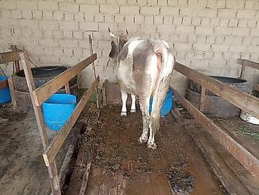 кукуруза качан: Продаю | Корова (самка) | Для разведения | Привязанные — 3