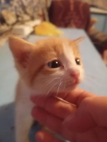 котята кант: Рыжие котята от домашней кошки - Окрас: разные оттенки рыжего, есть — 2