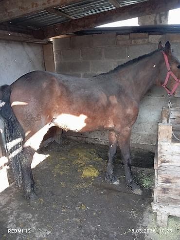 А/ч жаныбарлары үчүн тоюттар: Сатам | Тай — 3