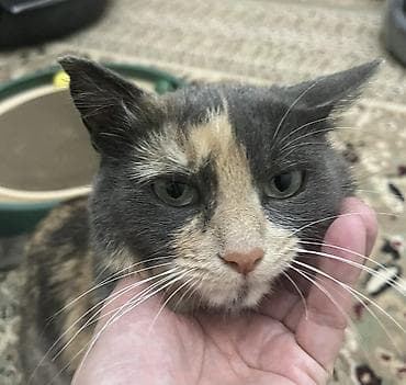 акита ину собака: 2 года, Девочка — 2