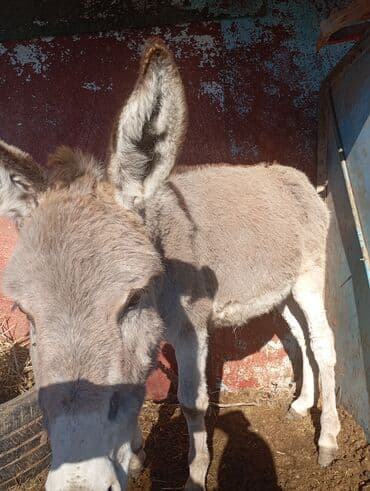 Грызуны: Осёл, серый, короткошерстный. Характеристики: - Окрас: светло‑серый с — 5