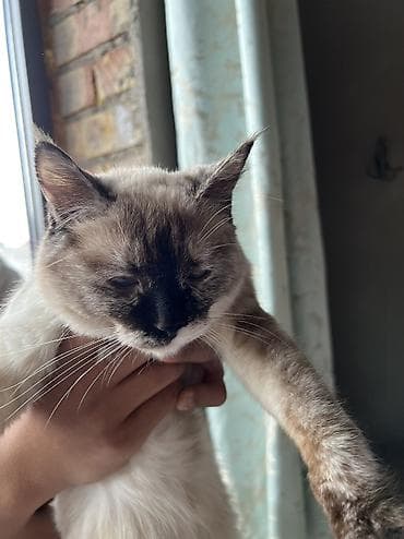 кошка бесплатная: Кошка даром: Сиамская, 7 месяцев, Девочка, Приучена к лотку — 4