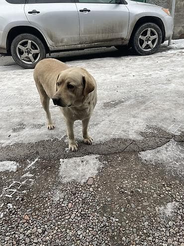 спанель собака: Лабрадор-ретривер, светло-палевый окрас. Крупная, мощная собака с — 4