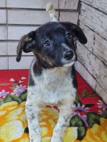 питомники собак бишкек: Ищем дом девочке. По достижении возраста гарантируем стерилизацию — 3