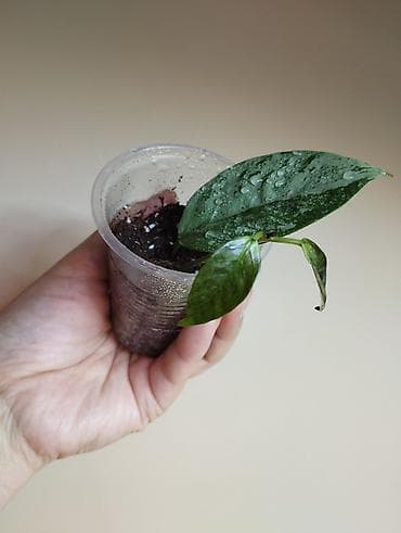 на 23 февраля: В продаже : Папоротник Тигр, Сингониум Орм Нак, Хойя New Moon — 10