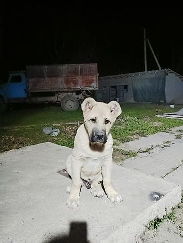 машинка для стрижки животных: Алабай, 4 месяца, Самец — 3