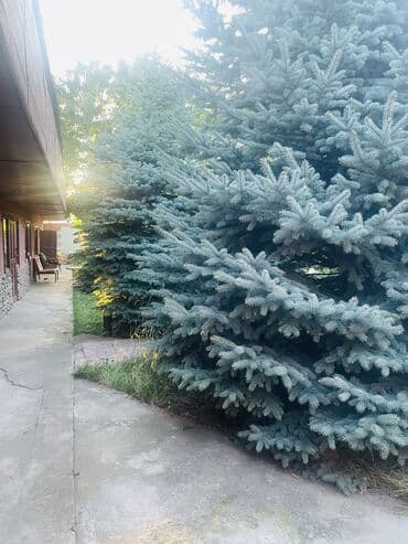 сдаю дом в военно антоновке: Дом, 40 м², 2 комнаты, Собственник, Старый ремонт — 14