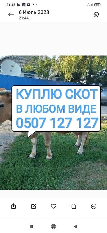 Куплю | Коровы, быки, Лошади, кони | Круглосуточно, Любое состояние, Забитый at lalafo.kg Куплю | Коровы, быки, Лошади, кони | Круглосуточно, Любое состояние, Забитый