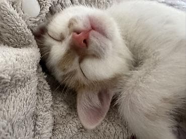 каракол кошки: Кошка даром: Беспородная, 2 месяца, Девочка, Приучена к лотку — 2