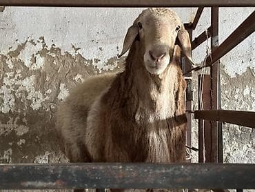 арабский лошади: Продаю | Баран (самец) | Арашан — 1