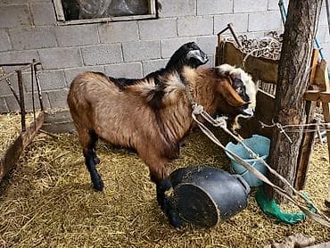 козлы: Продаю | Козёл (самец) | Для разведения | Осеменитель — 2