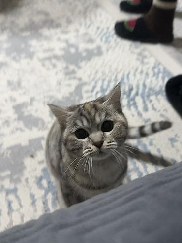 все для кошек: Скотиш Страйт (Шотландская прямоухая), 8 месяцев, Девочка, Приучена к лотку — 7