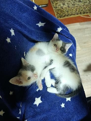 кошки милые: Кошка даром: Беспородная, 2 месяца, Мальчик, Приучена к лотку — 4