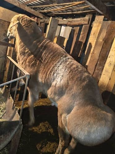 буудай сатып алам: Продаю | Баран (самец) | Для разведения | Племенные — 1