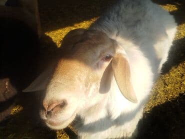 дом для кролика: Продаю | Овца (самка) | Для разведения | Матка — 1