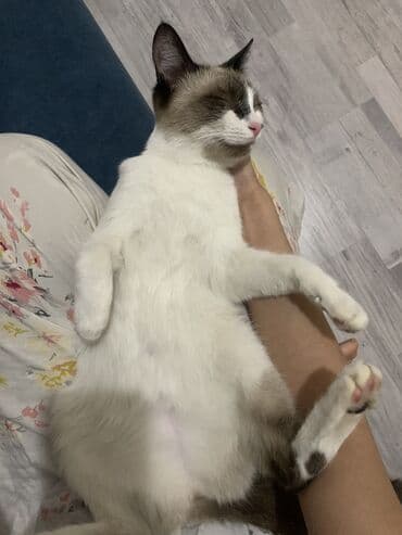 животные в добрые руки: 9 месяцев, Девочка — 10