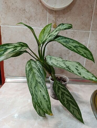 Комнатные растения: Аглаонема (Aglaonema) с пестрыми листьями. Описание: - Компактный — 1