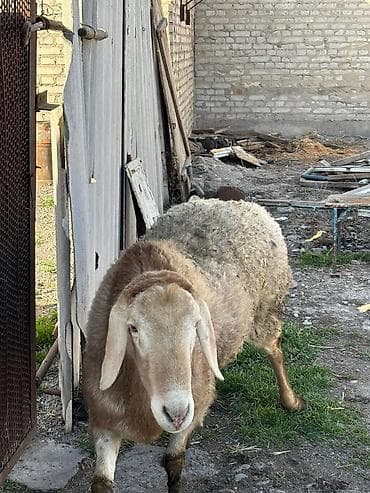 шерсть меренос: Продаю | Овца (самка) | Арашан | Для разведения | Осеменитель — 5