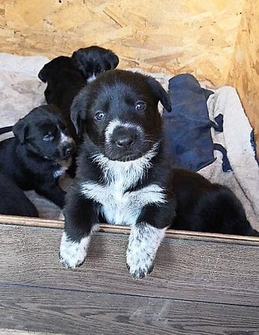 где можно купить обезьяну: Щенки черно-белого окраса отдам почти даром звоните срочная продажа — 1