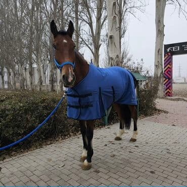ящик почтовый: Плотная попона "Speranza horse "размер 155 см представлена на крупной — 1