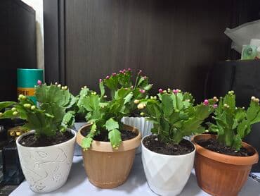 стеллаж для фруктов: Комнатное растение в кашпо - Вид: декоративный куст с одеревеневшим — 12