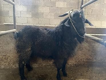 богоз уй: Продаю | Козёл (самец) | На забой, Для разведения — 3